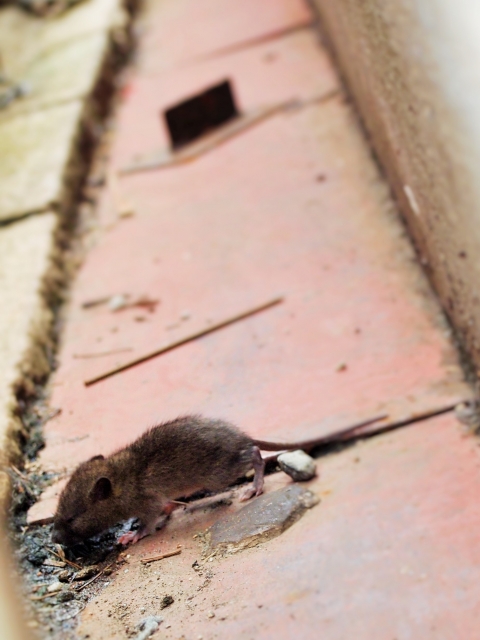 ネズミが出てきたどうしたらいい