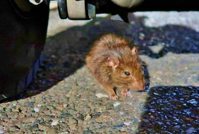 ネズミが出てきたどうしたらいい